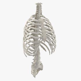 3D Real Human Rib Thoracic Cage and Spine Bones Anatomy White 01